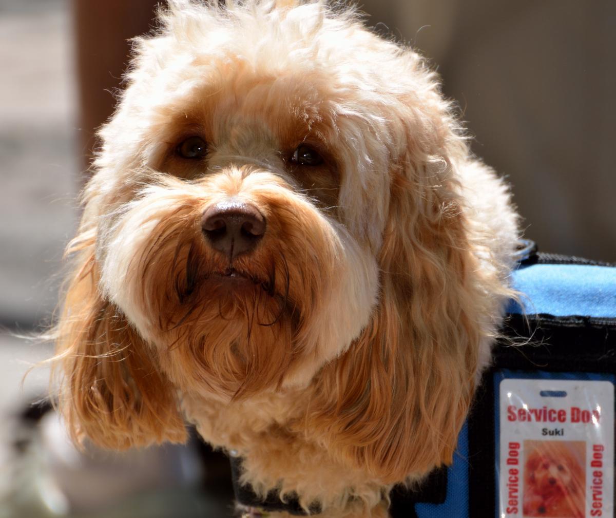 The Americans with Disabilities Act defines service animals as “dogs that are individually trained to do work or perform tasks for people with disabilities.”