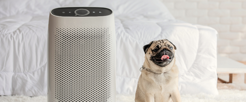 Pug dog and air purifier in cozy white bed room for filtering, cleaning, and removing dust and pollu