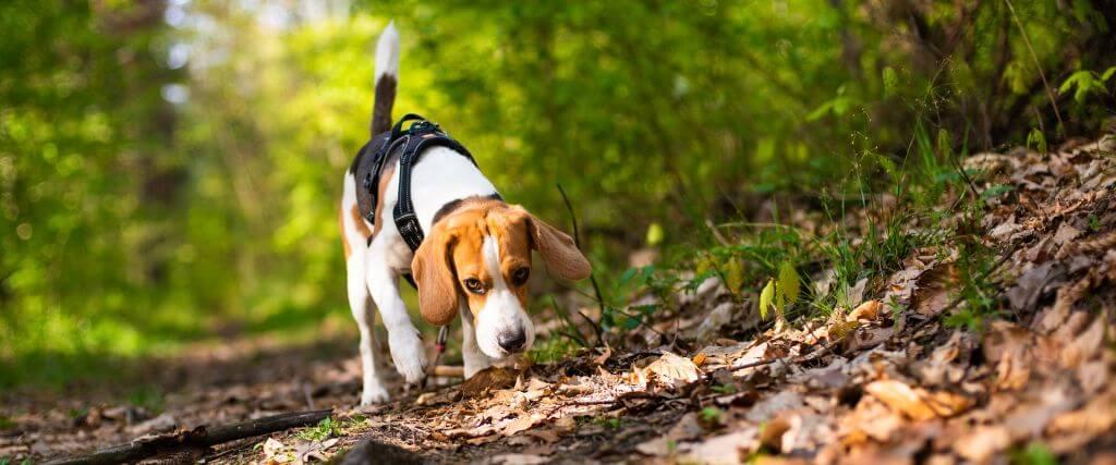 Are Acorns Dangerous for Dogs? Dog sniffing through leaves on the ground for acorns
