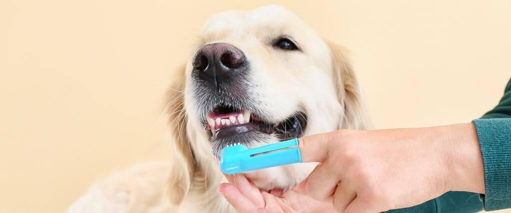 At-Home Dental Care for Pets: Preventing Periodontal Disease in Dogs and Cats Owner brushing dog's teeth with pet toothbrush