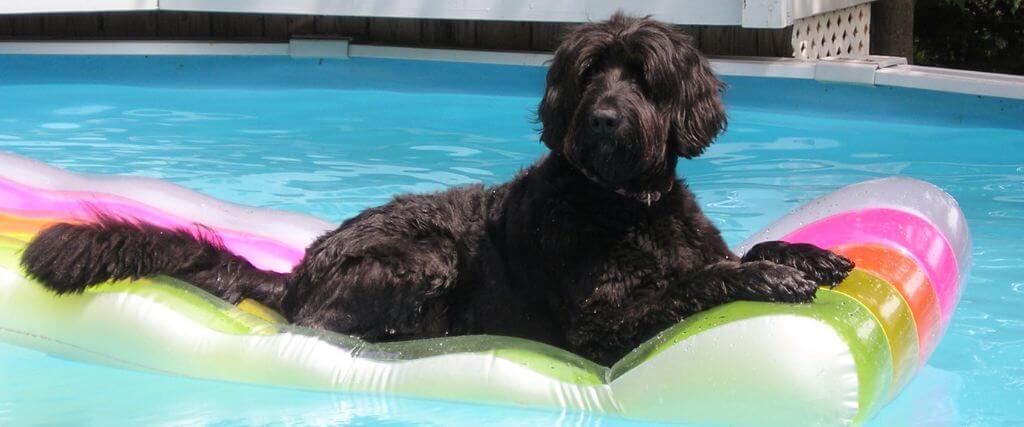 Can Dogs Drink Pool Water? What Pet Owners Should Know Dog sitting on a pool float in the water