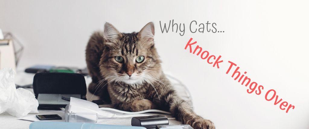 Why Cats Knock Things Over Cat laying on cluttered desk