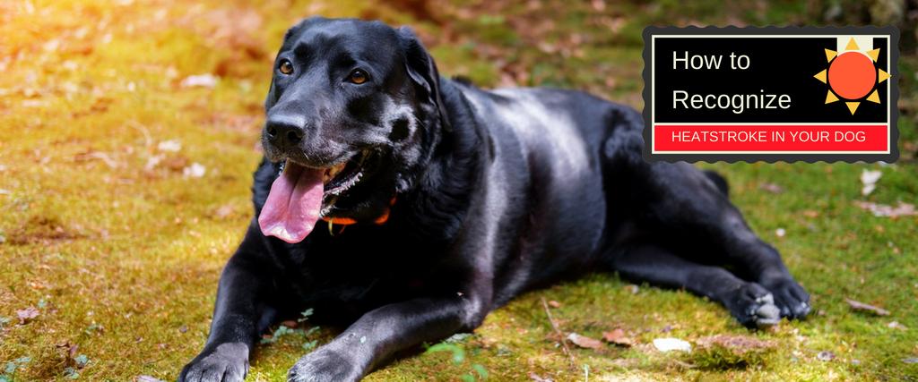 How to Recognize Heatstroke in Your Dog