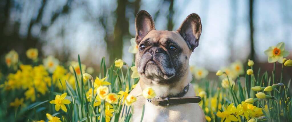 Dog Stung by Bee or Cat Stung by Wasp? Dog sitting in a field of flowers, potential for dog stung by bee