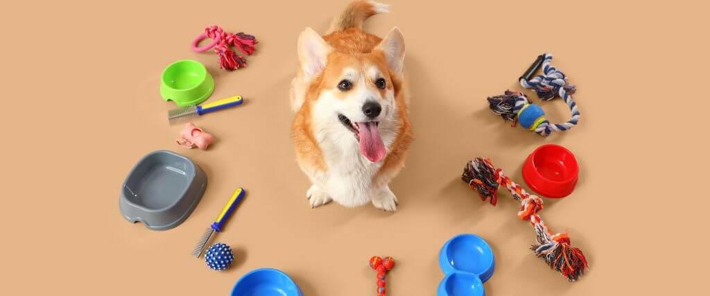 Dog surrounded by pet supplies, dog food bowl, dog toys, dog brush