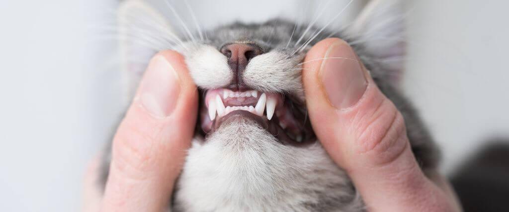 Feline Tooth Resorption: The Painful Dental Disease Owners Can’t See Owner lifting cats lips to show teeth