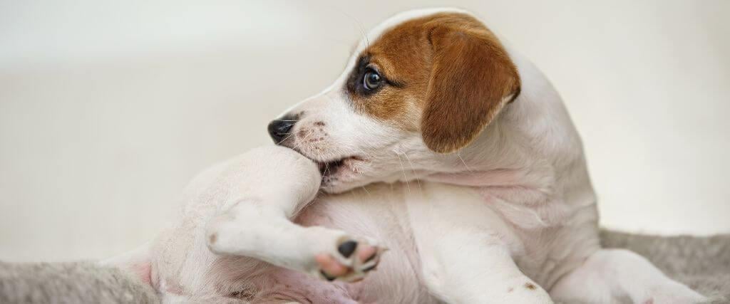 Hot Spots vs. Ringworm vs. Bug Bites: What’s on My Dog’s Skin? Small Jack Russel dog scratching from a skin issue