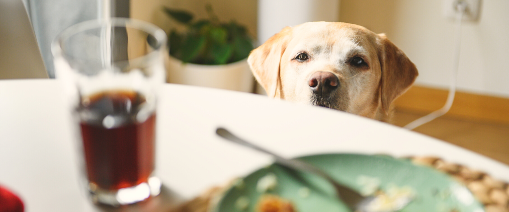 Dog looks at the food on the table