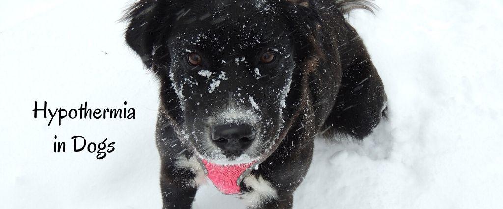 Hypothermia in Dogs A dog outside during a snow storm