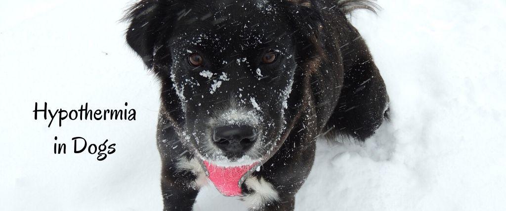 A dog outside during a snow storm