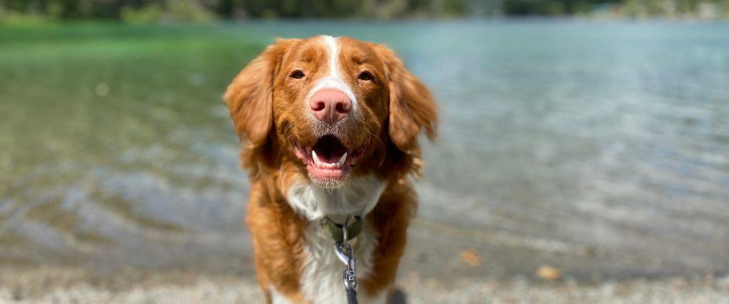 Leptospirosis: Why Protecting Your Dog Protects Your Family Dog standing in front of body of water
