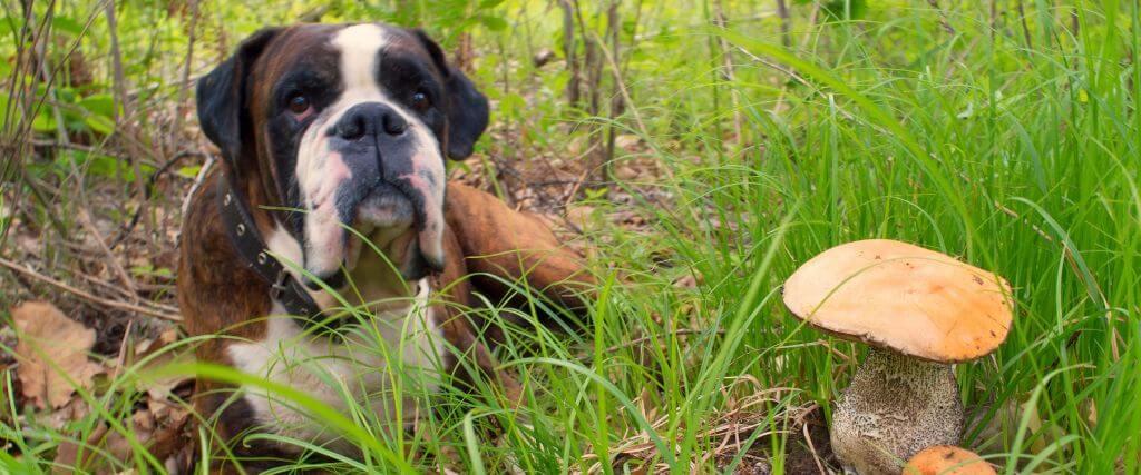 Dog laying in grass next to yard mushrooms