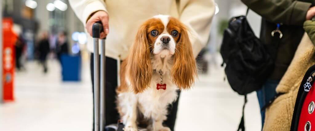Should You Sedate a Pet for Travel? Dog sitting on suitcase for pet travel