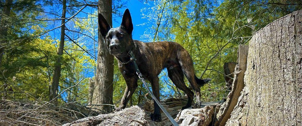 Dog standing on fallen log hiking in Summer
