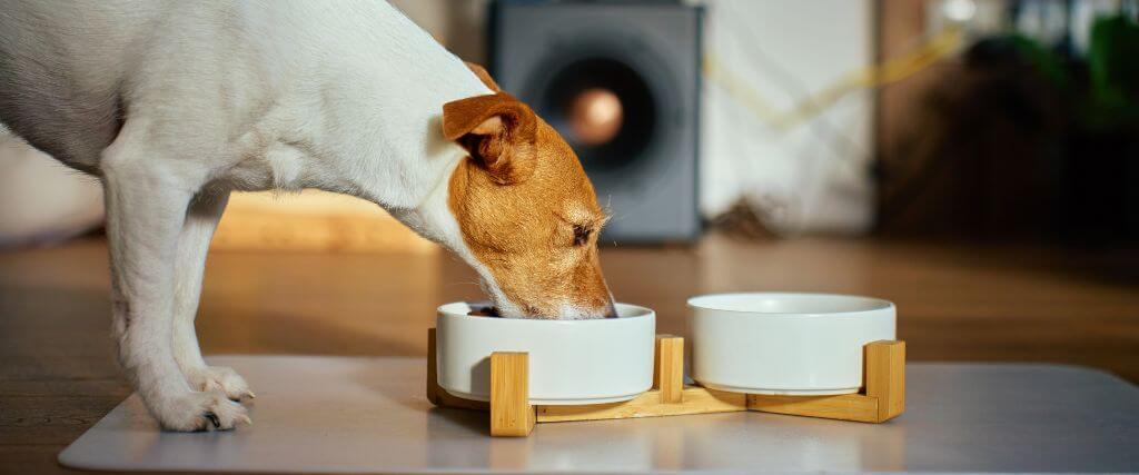 Tips to Keep Your Pet at a Healthy Weight Dog eating food out of a raised bowl