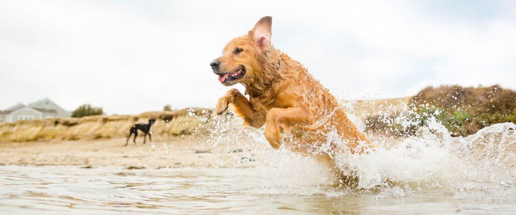 Why Does My Dog Get Diarrhea After a Beach or Lake Day? Dog jumping in water on shore of large body of water