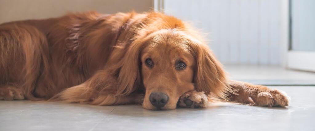 Xylitol: Deadly Sweetener For Dogs Sad looking dog laying on the ground